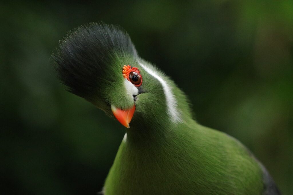 bird, white-cheeked turaco, tauraco leucotis-7576994.jpg